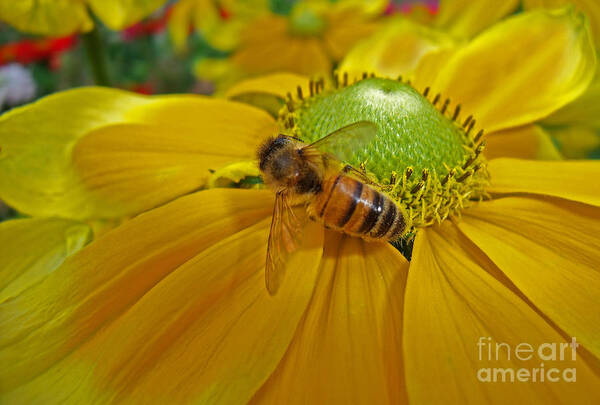 Honey Bee Art Print featuring the photograph Gathering Nectar by Bel Menpes