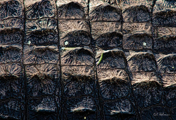 Alligator Art Print featuring the photograph Gator Armor by Christopher Holmes