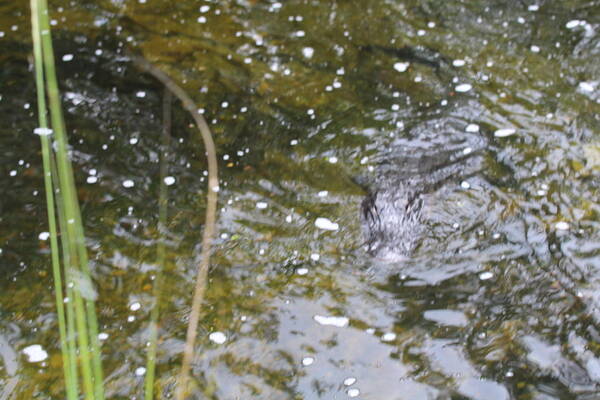 Alligator Art Print featuring the photograph Gator Coming by Denise Cicchella