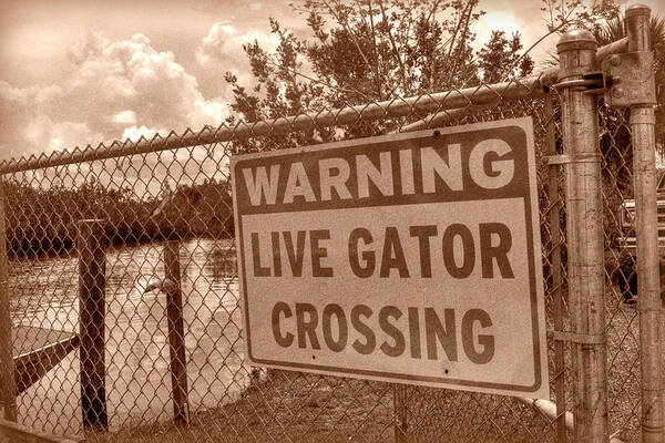 Gators Art Print featuring the photograph Gator Crossing by Timothy Lowry