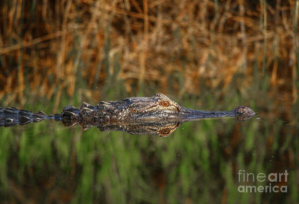 Gator Art Print featuring the photograph Gator in Canal by Tom Claud