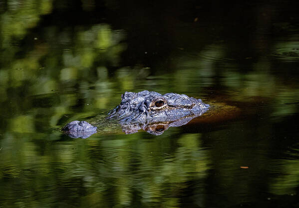 Alligator Art Print featuring the photograph Gator Pond by JASawyer Imaging