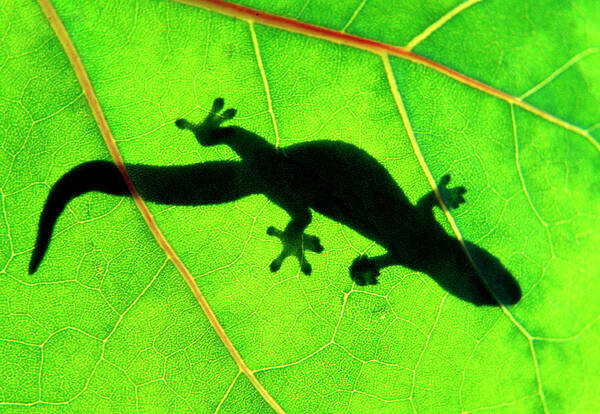 Green Art Print featuring the photograph Green Gecko by Sean Davey