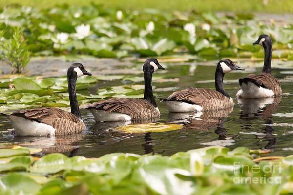 Geese Art Print featuring the photograph Geese In A Row by Mary Lou Chmura
