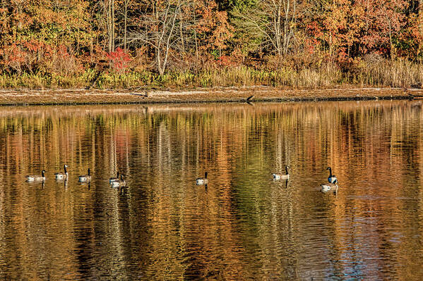 Lake Art Print featuring the photograph Geese in Autumn by Cathy Kovarik