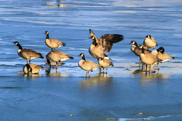 Geese Art Print featuring the photograph Geese On Ice by Juli Ellen