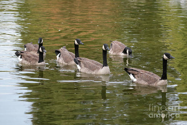 Canada Goose Art Print featuring the photograph Geese on Pond by Carol Groenen