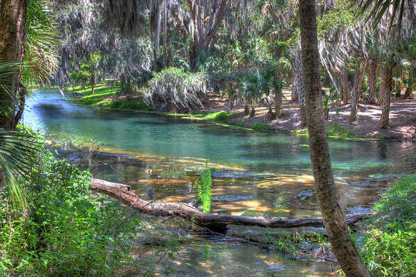Nature Art Print featuring the photograph Gemini Springs by Joetta West