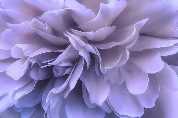 Flower Art Print featuring the photograph Gentle Breeze by Darlene Kwiatkowski