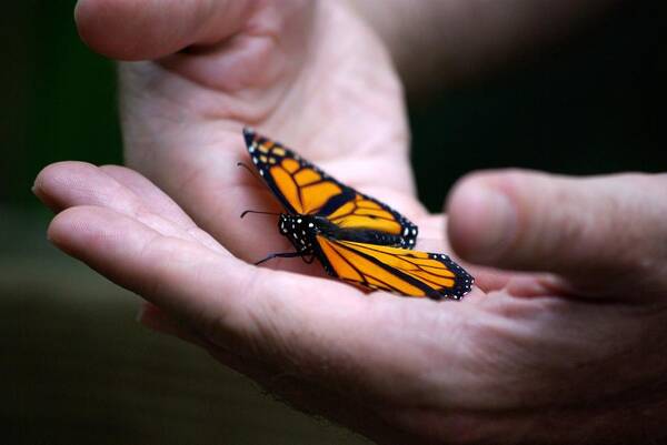 Butterfly Art Print featuring the photograph Gentle Friend by Linda Mishler