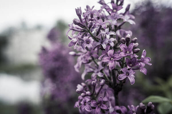 Miguel Art Print featuring the photograph Gentle Spring Breeze by Miguel Winterpacht