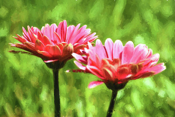 Gerbera Daisies Art Print featuring the mixed media Gerbera Daisies To Brighten Your Day by Sandi OReilly