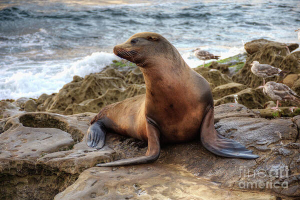 Sea Art Print featuring the photograph Get My Good Side by Eddie Yerkish