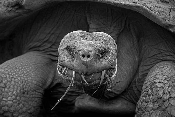  Art Print featuring the photograph Giant Galapagos Tortoise by Stephen Dennstedt