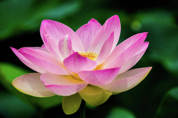 Bloom Art Print featuring the photograph Gigantic Lotus Red Lily by Dennis Dame