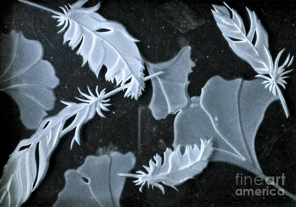 Black Art Print featuring the photograph Ginko Leaves and Feathers by Alone Larsen