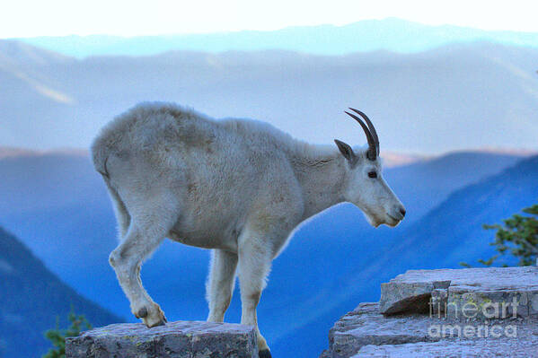  Art Print featuring the photograph Glacier Mountain Goat by Adam Jewell