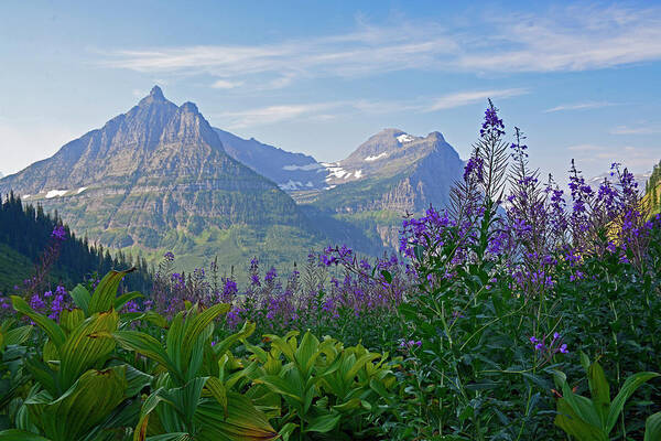 Glacier Art Print featuring the photograph Glacier National Park Fireweed by Bruce Gourley