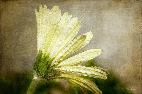 Daisy Art Print featuring the photograph Glistening After the Rain by Eleanor Abramson