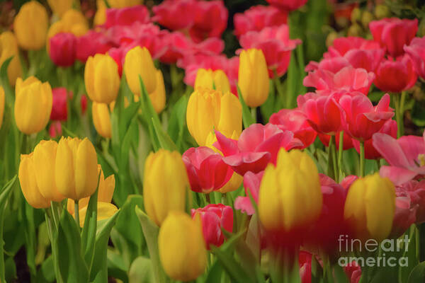 #elizabethdow Art Print featuring the photograph Glorious Bed of Tulips by Elizabeth Dow