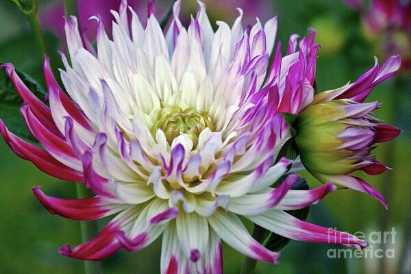 Dahlia Art Print featuring the photograph Glorious Dahlia by Patricia Strand