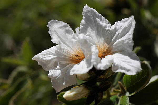 Glorious Art Print featuring the photograph Glorious White Desert Flowers by Tammy Pool