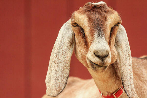 Animal Art Print featuring the photograph Goat With an Attitude by Joni Eskridge
