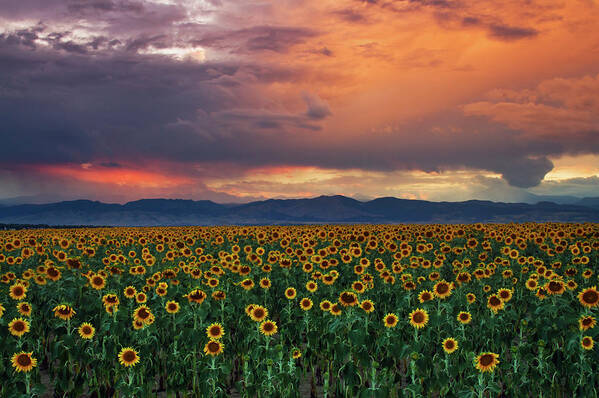 Sunflowers Art Print featuring the photograph God's Sunflower Sky by John De Bord