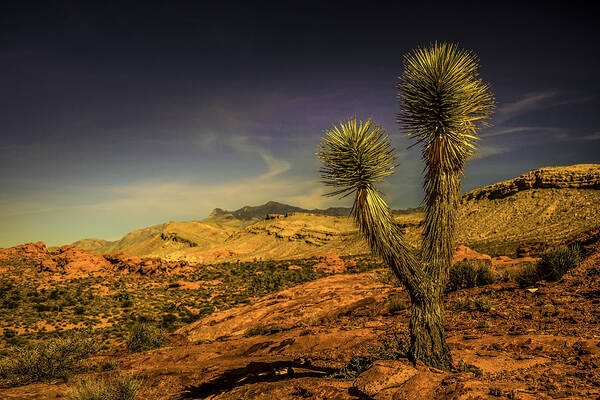 Joshua Art Print featuring the photograph Gold Butte from the Joshua by Janis Knight
