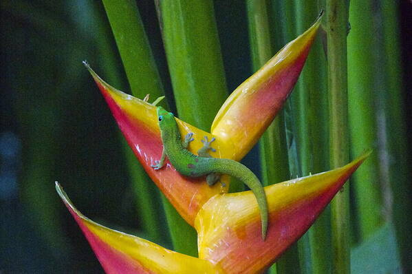 Photography Art Print featuring the photograph Gold Dust Day Gecko by Sean Griffin