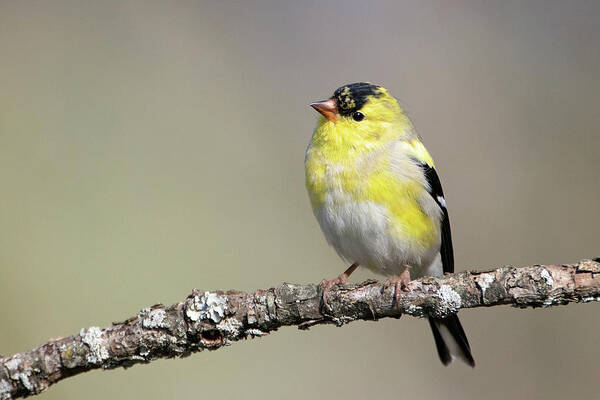 Goldfinch Art Print featuring the photograph Gold Finch by Eilish Palmer