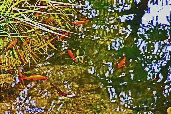 Gold Fish In A Pond Art Print featuring the photograph Gold Fish in a Pond 2 10232017 Colorado by David Frederick