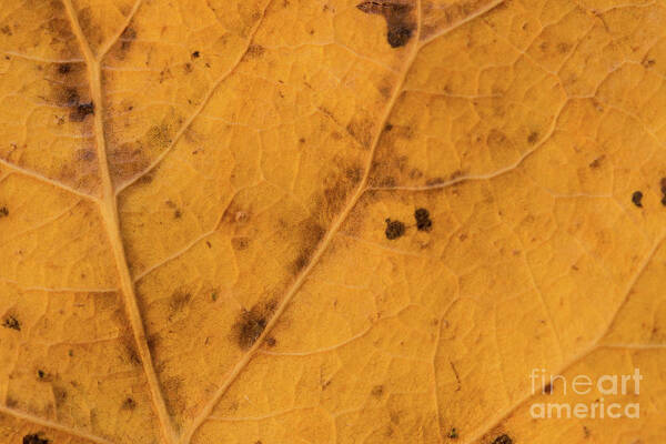Fall Art Print featuring the photograph Gold Leaf Detail by Ana V Ramirez