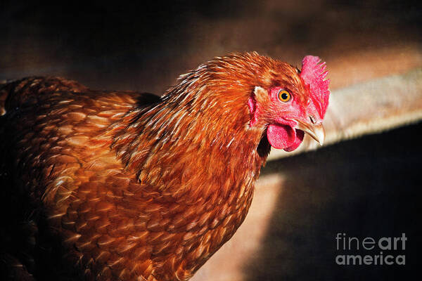 Golden Comet Chicken Art Print featuring the photograph Golden Comet by Mary Machare