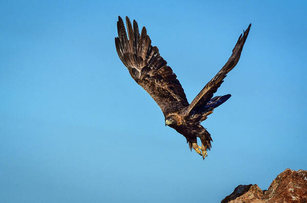 Raptor Art Print featuring the photograph Golden Eagle 1 by Rick Mosher