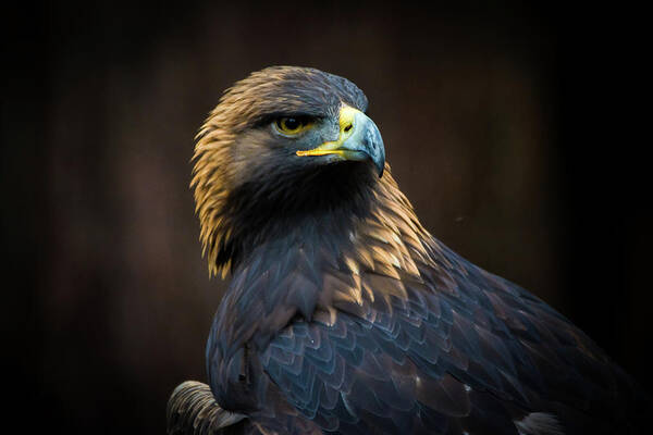 Eagle Art Print featuring the photograph Golden Eagle 3 by Jason Brooks
