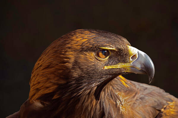 Eagle Art Print featuring the photograph Golden Eagle Portrait 1 by Lowell Monke