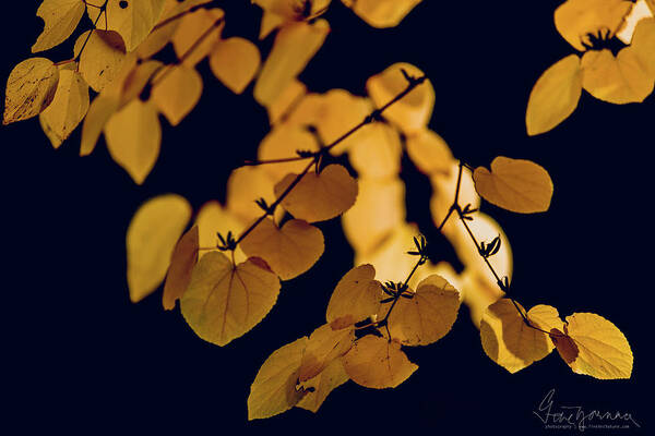 Nature Art Print featuring the photograph Golden by Gene Garnace