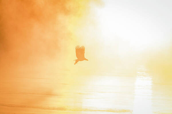 American Bald Eagle Art Print featuring the photograph Golden Sunrise and Eagle 2016 by Thomas Young