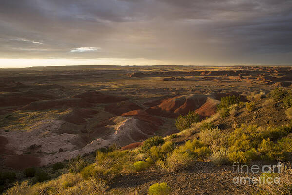 Petrified Forest Art Print featuring the photograph Golden Sunset Over the Painted Desert by Melany Sarafis