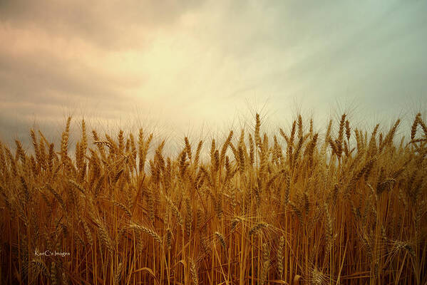 Wheat Art Print featuring the photograph Golden Wheat by Kae Cheatham