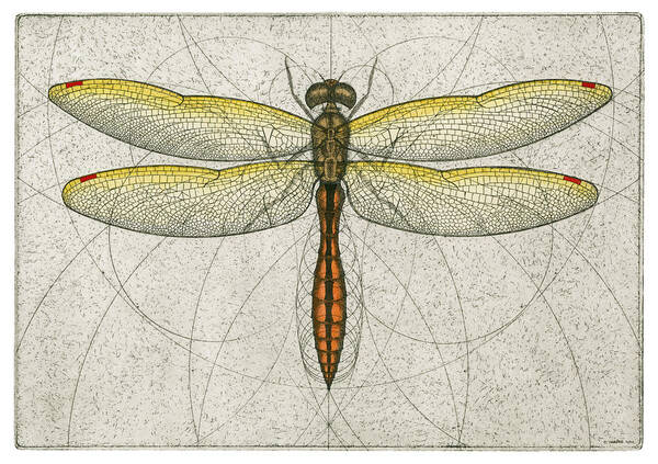 Golden Art Print featuring the painting Golden Winged Skimmer by Charles Harden