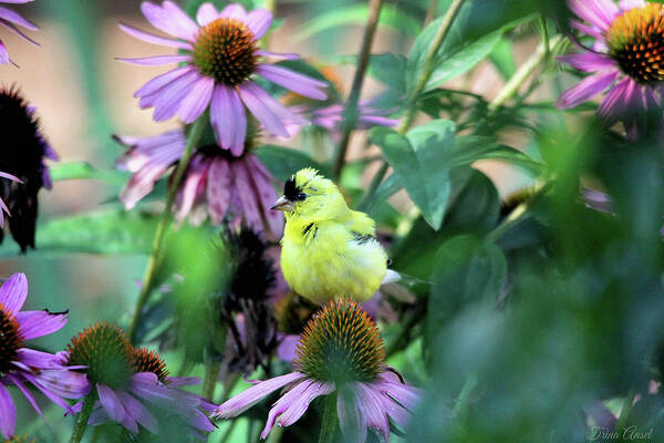 Birds Art Print featuring the photograph Goldfinch on Coneflowers by Trina Ansel
