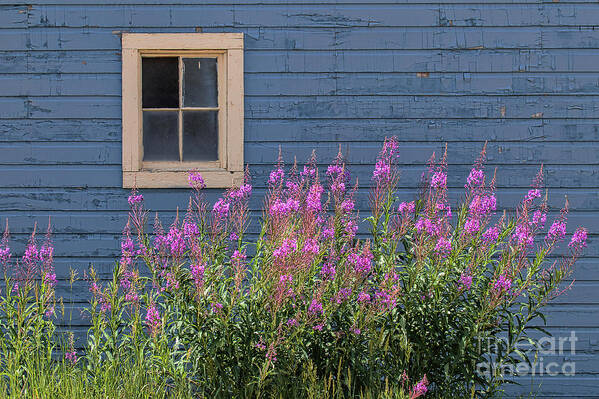 Fireweed Art Print featuring the photograph Gone Missing by Jim Garrison