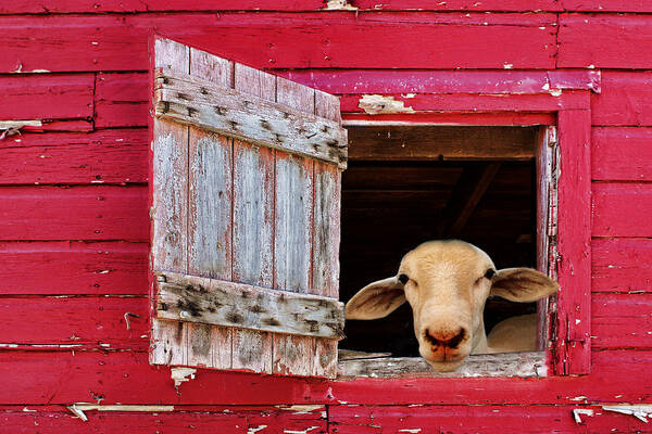 Farm Animals Art Print featuring the photograph Good Morning by Nikolyn McDonald