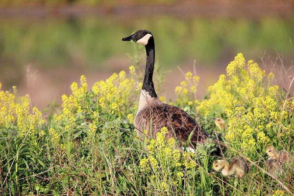 Goose Art Print featuring the photograph Goose Family by Brook Burling