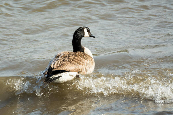 Goose Art Print featuring the photograph Goose Rides A Wave by Holden The Moment