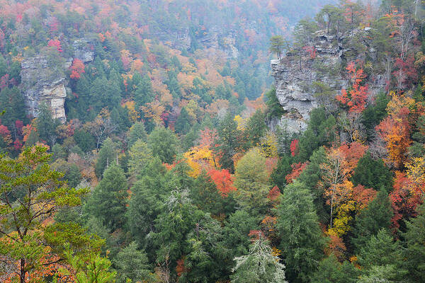 Falls Creek Falls State Park Art Print featuring the photograph Gorge At Falls Creek Falls State Park by Alan Lenk