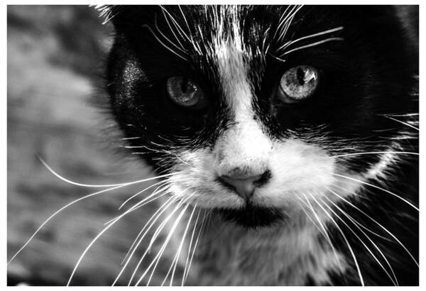 Cats Art Print featuring the photograph Gorgeous close up BW by Sandra Dalton