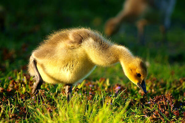 Animal Avian Baby Bird Birds Canada Children Geese Goose Gosling Little Migrate Migratory Nature New Pond Spring Water Wild Wildlife Wildness Young Small Little Art Close Close-up Macro Lovely Art Action Freeze Capture Food Looking Look Search Art Print featuring the photograph Gosling In Spring by Paul Ge